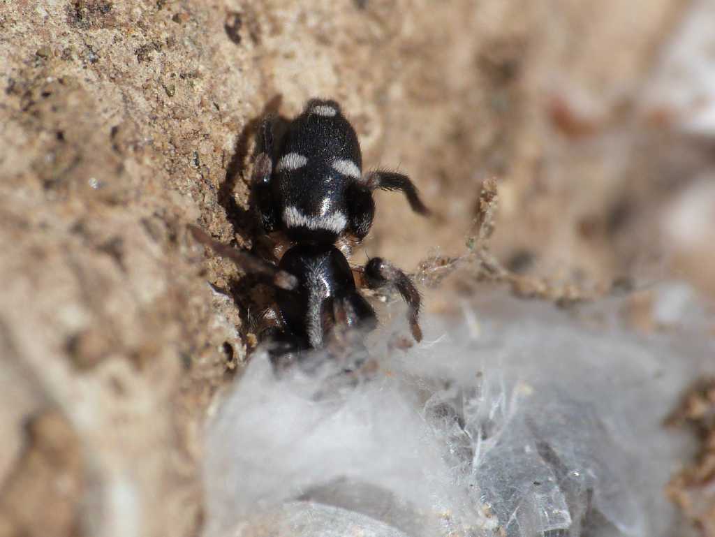 Poecilochroa sp. - Tolfa (RM)